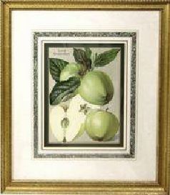 null Trois lithographies encadrées

illustrant deux pommes et une poire.