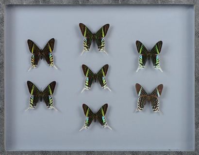 null Coffret avec sept papillons Urania Leilus

Guyane

39 x 50 cm