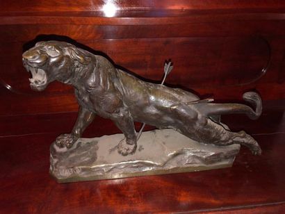 null C. VALTON "Tigre blessé", bronze, signé sur la terrasse