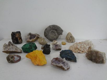 null Lot de cinq pierres et fossiles