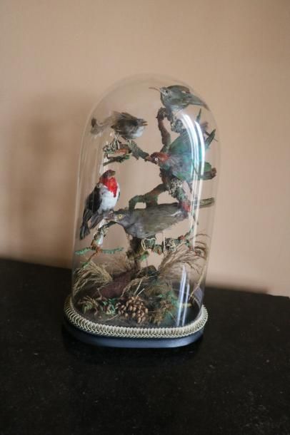 null Diorama à décor de cinq oiseaux taxidermés branchés sous un globe, socle en...