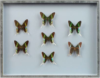 null Coffret avec sept papillons Urania Leilus, Guyane. 

39 x 50 cm.