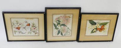 null Ecole asiatique, papillons, trois peintures sur papier de riz. 12 x 16 cm (...