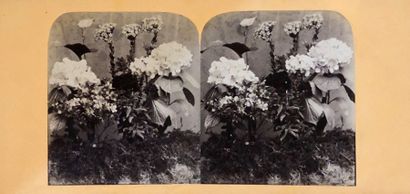 null [STEREOSCOPIC VIEWS] THEMES : FLOWERS (14) by Adolphe BRAUN. MARINE (32 views)....