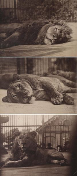 null DIXON Thomas, James (1857-1843). London ZOO : Lioness and lions at rest. 1880s....