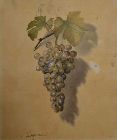 null French school of the 19th century. Study for a fly on a bunch of grapes. Watercolor...