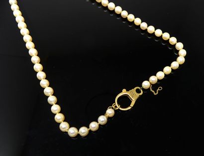 null NECKLACE with choker cultured pearls, large yellow gold clasp and safety ch...