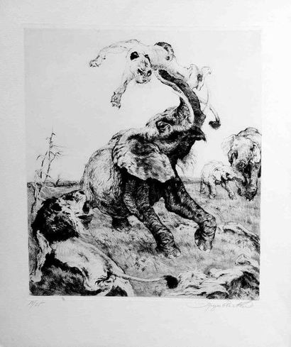 null Kurt MEYER-EBERHARDT (1895-1977). Combat d'un tigre et d'un éléphant. Eau forte...