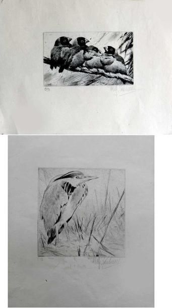 null Wilhelm KUHNERT (1865-1926). Quatre oiseaux et oiseau. Deux Eaux fortes signées...