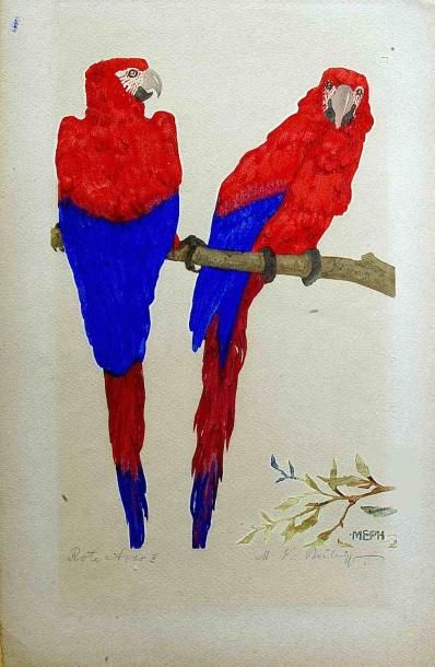 null Martin Erich PHILIPP (1887-1978) Deux perroquets rouges. Bois gravé en couleurs...