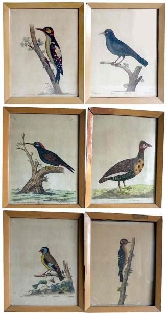 null MARTINET (d'après). Etudes d'oiseaux. Suite de six gravures en couleurs. XIXe....