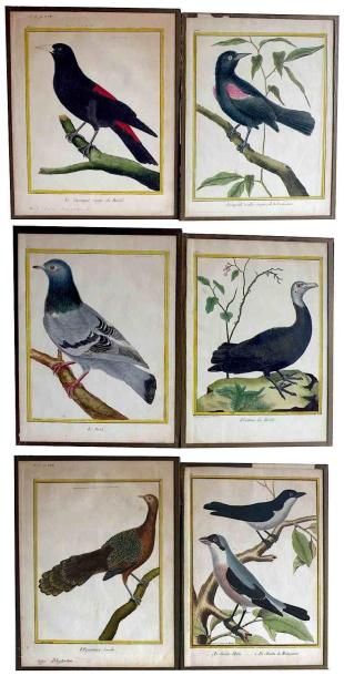 null Ecole française XIXe. Etudes d'oiseaux. Suite de six gravures en couleurs. 26,5...