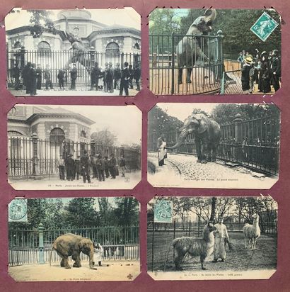 null Ménagerie du Jardin des plantes : lot de cartes postales anciennes sur la ménagerie...