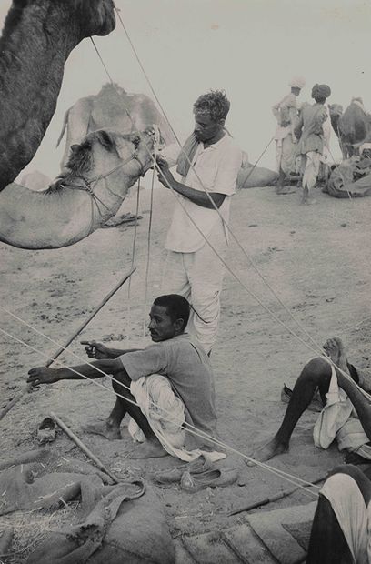 null Marc Riboud (1923 – 2016) : Inde. Jaipur. Chameliers attendant prêt de leurs...