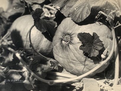 null Georgette Chadourne (1899-1983). Nature morte aux tomates. Grande épreuve photographique...