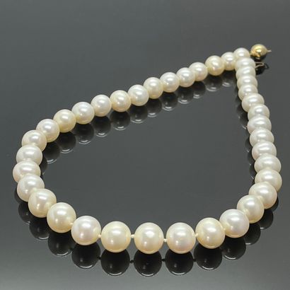 null COLLAR of large choker pearls, clasp in 585 mils yellow gold. L. 45.5 cm