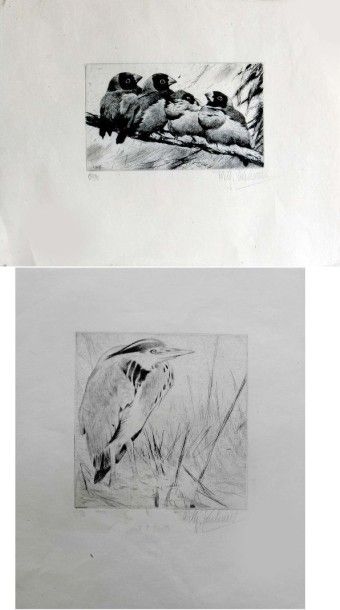 null Wilhelm KUHNERT (1865-1926). Quatre oiseaux et oiseau. Deux Eaux fortes signées...
