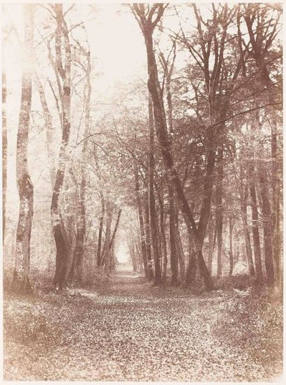 null Eugène CUVELIER (1837-1900). Route à Briquet. Forêt de Fontainebleau (Seine-et-Marne)....