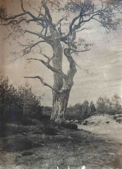 null Eugène CUVELIER (1837-1900). Chêne près d’un chemin. Forêt de Fontainebleau...