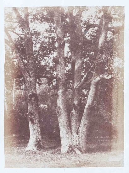 null Charles MARVILLE [Charles François BOSSU dit] (1816-1879). Études d’arbres....