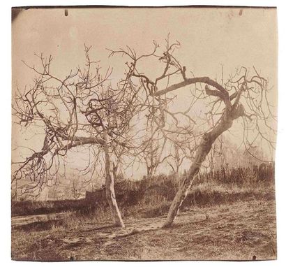 null Eugène ATGET (1857-1927). Chemin de campagne , Arbres au parc Saint-Cloud ,...