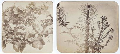 null Adolphe BRAUN (1812-1877). Études de fleurs. Vers 1853-1855. 20 épreuves d’époque...