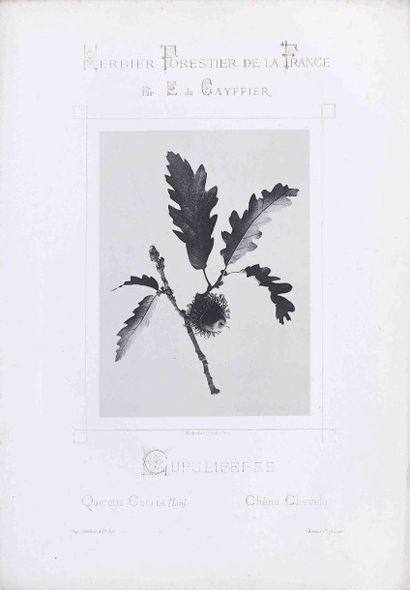 null Eugène DE GAYFFIER. Herbier forestier de la France, reproduction par la photographie....