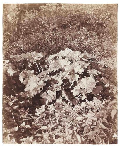 null Eugène ATGET (1857-1927). Feuilles et sous-bois. 1890-1900. Épreuve d’époque...