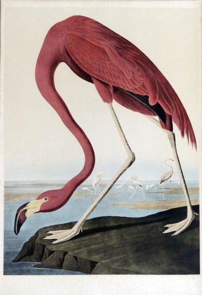 null Jean Jacques AUDUBON (1785-1851) (d'après) Flamant rose. Lithographie en couleurs....