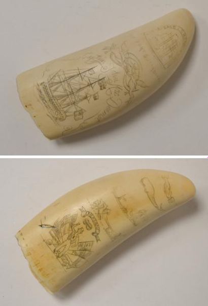 null DENT de cachalot ou SCRIMSHAW gravé d'un trois-mâts et annoté captain mac Dermot,...