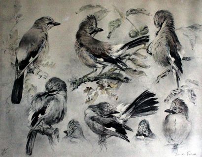 null Xavier DE PORET (1894-1975). Etude d'oiseaux, lithographie numérotée 177/240,...