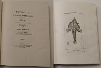 null COLLECTIF. Dictionnaire des sciences naturelles. Strasbourg, Levrault. 1816-30....