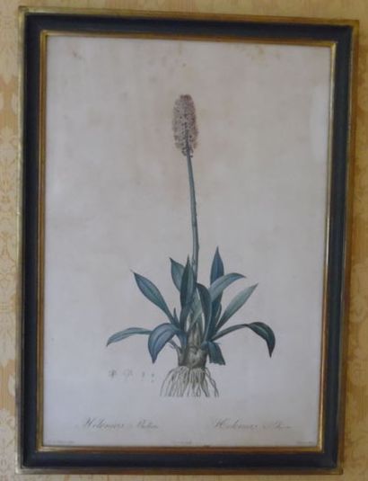  Pierre-Joseph REDOUTE (1759-1840). Helionas rose. Gravure colorisée. 35x51 cm. Gazette Drouot