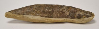 null BROCHET fossilisé, complet, dans sa demie gangue. L. 24,5 cm