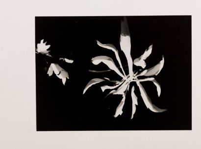 null Laszlo MOHOLY-NAGY (1895-1946). Photogramme de fleurs. Photographie monogrammée...