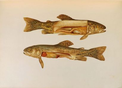 null VAVON (A.). THE TROUT, ITS MANNERS THE ART OF FISHING. Prints, Dormann and Cerf,...