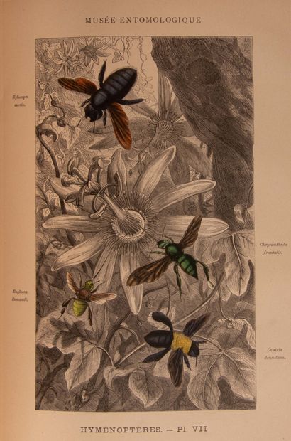 null ROTHSCHILD (J.). Musée entomologique illustré. Histoire naturelle iconographique...