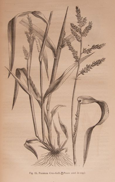 null VIANNE (Ed). Prairies and fodder plants. Paris, Rothschild, 1870. In-8 half...