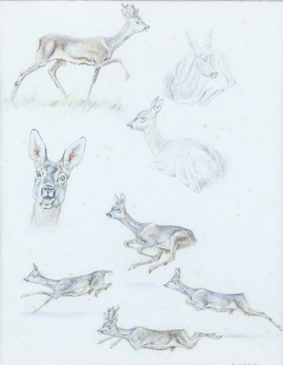 Édouard MÉRITE (1867-1941)
Studies of deer...