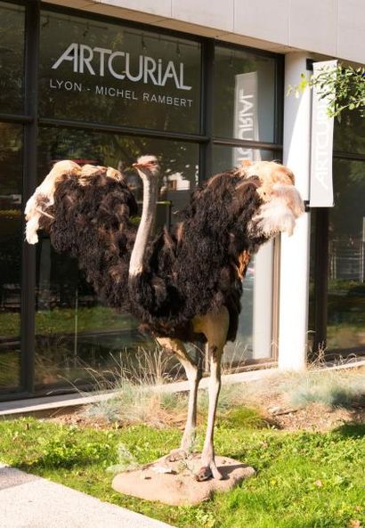 null Autruche STRUTHIO CAMELUS - belle taxidermie d'un spécimen aux ailes déploy...