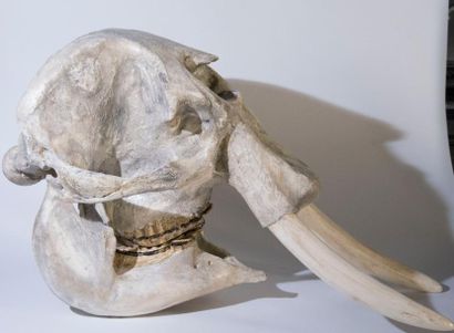 null Sculpture de crâne d'éléphant femelle d'Afrique, 104x50 cm