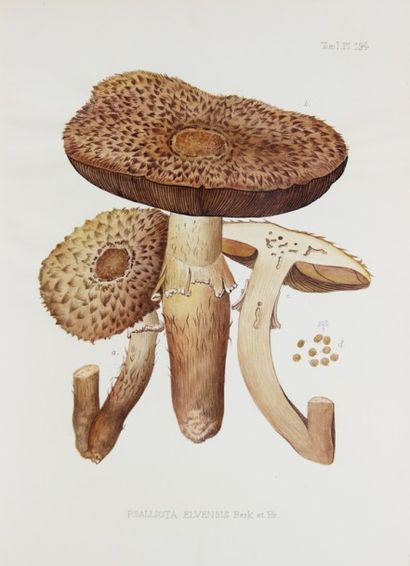 null BOUDIER (Emile). Icones Mycologicæ ou Iconographie des Champignons de France,...