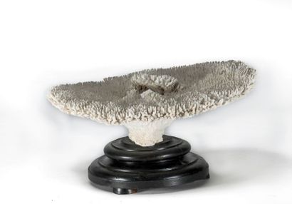 null Grand plateau de corail blanc sur un socle en bois noirci. H (sans le socle):...