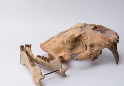 null Crâne de tigre à dent de sabre, nom latin : Hoplophoneus occidentalis. Origine...