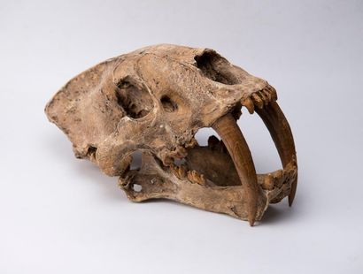 null Moulage de crâne de smilodon