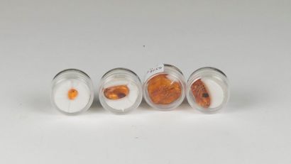 null Lot de 4 petites ambres avec insectes