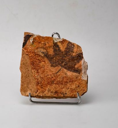 null Feuille d'érable fossile. Origine : Chine. Dim plaque : 14x13 cm.