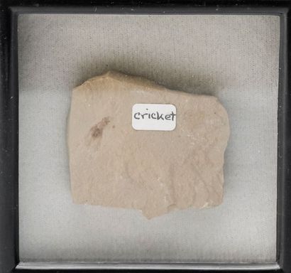 null Grillon fossile. Origine : Formation de Green River, USA