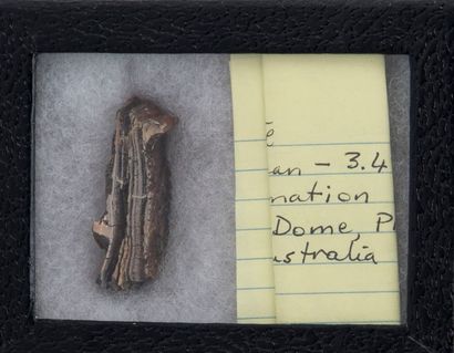 null Stromatolithe de 3,49 milliard d'années. Origine : Australie
