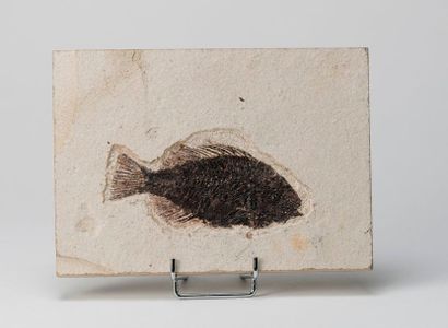 null Poisson Priscacara fossile. Dim plaque : 19x14 cm.